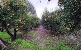 Bodrum mandalini rant kurbanı oldu