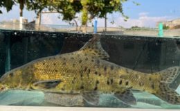 Dünyanın en nadir balıklarından biri bulundu