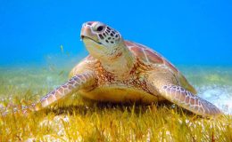 Kaplumbağa raporunda Köyceğiz uyarısı: İnsan girişi yasaklansın