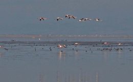 Kuruyan Marmara Gölü’ne son yağışlar umut oldu