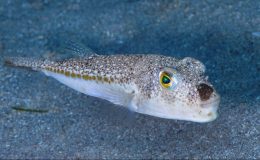 Zehirli balık rotasını Marmara’ya çevirdi… Nisan ayına dikkat!