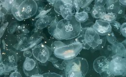 İstilacı denizanaları Marmara’da