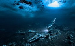 Yılın Sualtı Fotoğrafçısı Ödülü’nü kazanan eser belli oldu