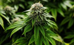 Almanya’da esrarın yasallaşması kabul edildi