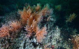 Artan deniz suyu sıcaklıkları mercanların sağlığını tehdit ediyor