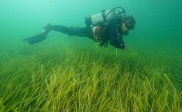 İki yeni deniz çayırı alanı keşfedildi