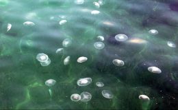 Marmara Denizi’nde denizanası istilası