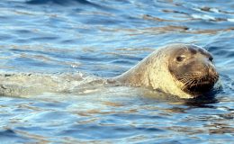 Akdeniz foklarının barınma alanında yat limanı projesi tepki çekti
