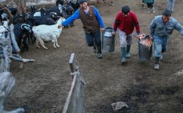 Yörüklerin zorlu mesaisi