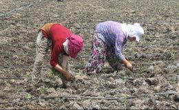 Mevsimlik tarım işçilerinin çalışma şartları düzeltiliyor