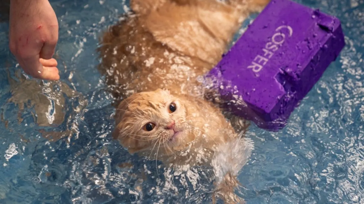 Obez kedi Ekmekpilates ve yüzme ile zayıflıyor: Normal kilosunun iki katı!