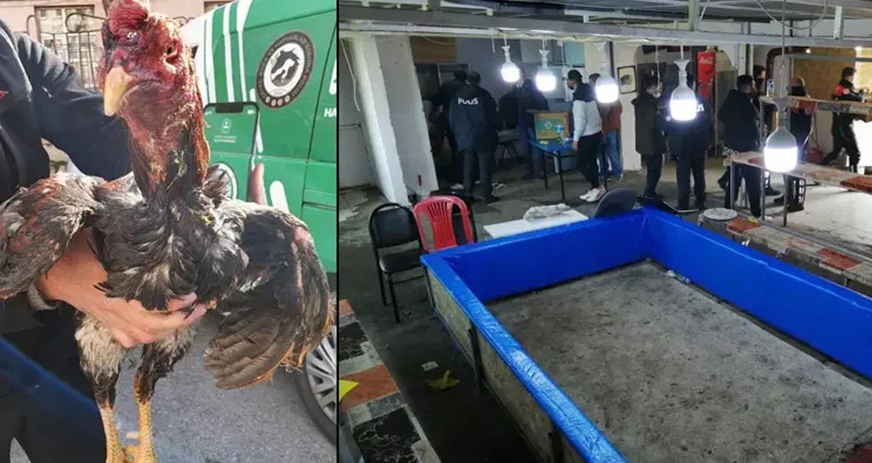 Karabük’te horoz dövüştürdükleri iddiasıyla 27 kişi yakalandı
