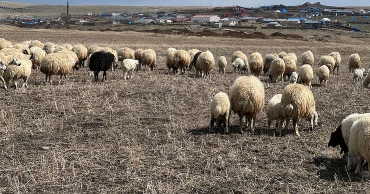 Hayvan otlatma kavgası: 10 yaralı